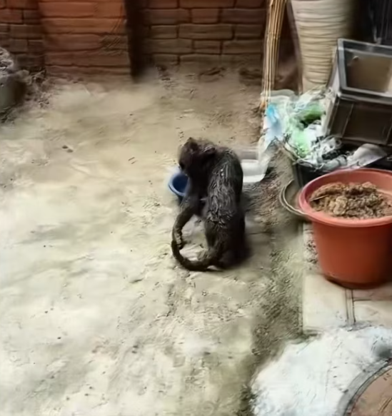 T2601033,Unknown to the world but not without value 💔 #animalrescue #hope