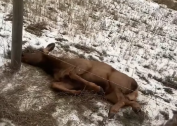 T2601034,A forgotten soul quietly fighting to survive 😢 #animalrescue #compassion