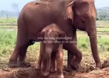 T2601035,Rescue is not a trend it is a promise to protect life 💔 #animalrescue #kindness