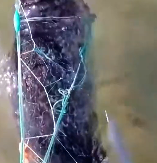 T2601036,Another reminder that saving animals is always worth it 😢 #animalrescue #hope