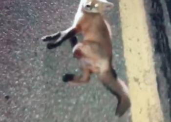 T2601039,With an injured leg and nowhere to go this fox struggled to survive on the road 💔 #wildliferescue #animalstory