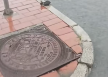 T2601040,Soaked in rain by the roadside this tiny cat cried quietly for help 😢 #catrescue #animalhope