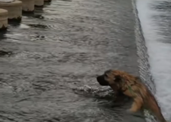 T1901004_He was drowning, struggling for life, while people just stood and watched… would you step in?