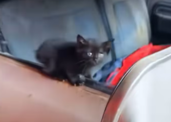 T2901012,A fragile kitten rescued from a world too harsh 💔 #kittenrescue #animalhope