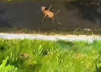 T0501030 Fear lived in every trembling movement