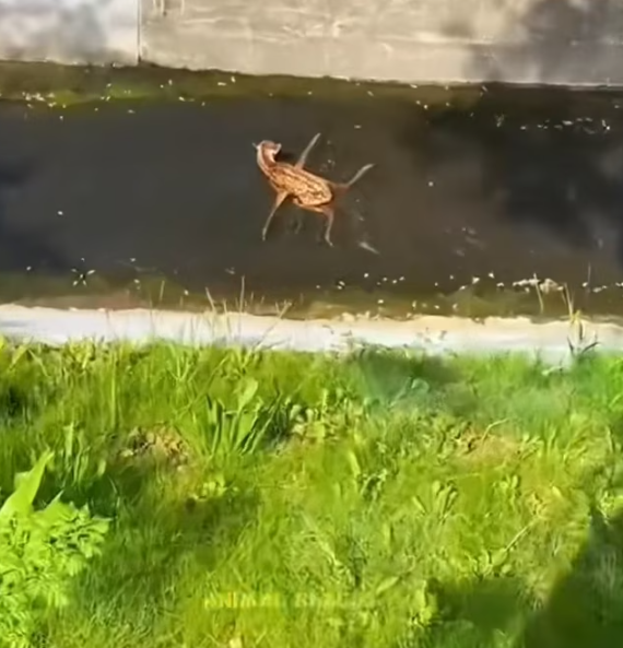 T0501030 Fear lived in every trembling movement