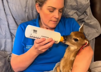 T0501031 Small body, overwhelming pain.