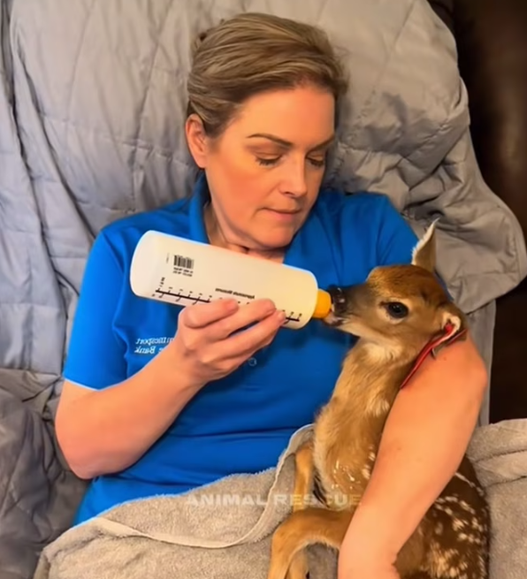 T0501031 Small body, overwhelming pain.