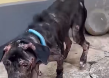 T0501033 His strength was gone, but his life wasn’t.