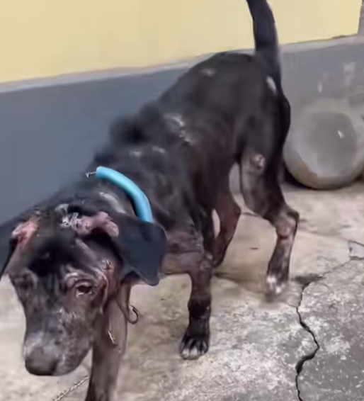 T0501033 His strength was gone, but his life wasn’t.