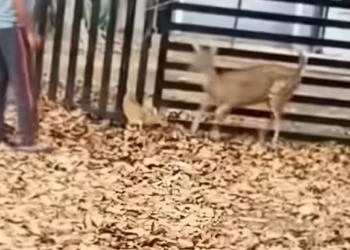 T0501034 Silence became his only companion.