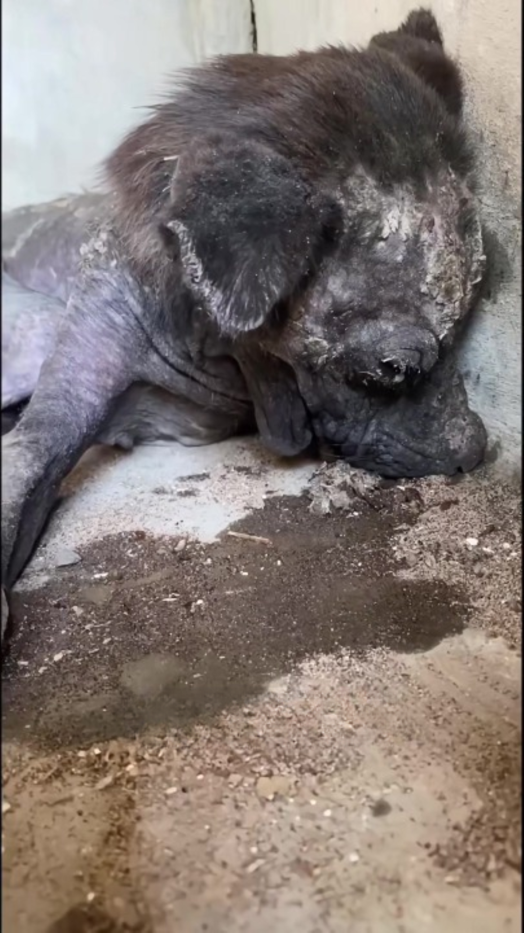 T1402002,Koda life had been nothing but hardship until one moment quietly changed everything 😢 #dogrescue #newbeginning
