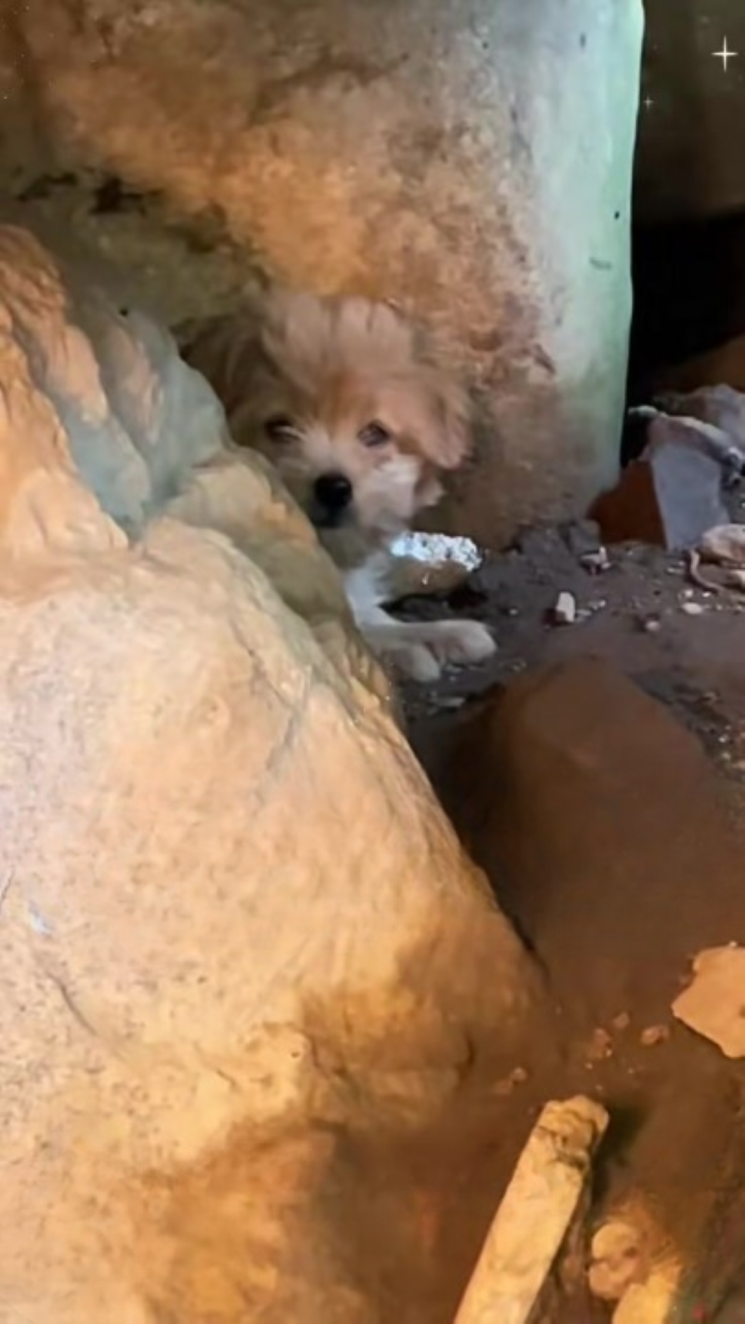 T1402003,Once abandoned now held by a love that refuses to let go 💔 #animalrescue #foreverhome
