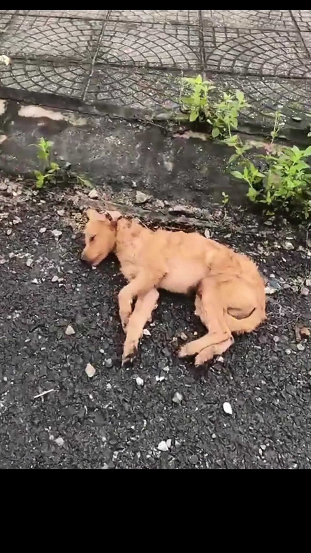 T1402004,This dog survived against all odds someone stepped in just in time 😢 #dogrescue #animalhero
