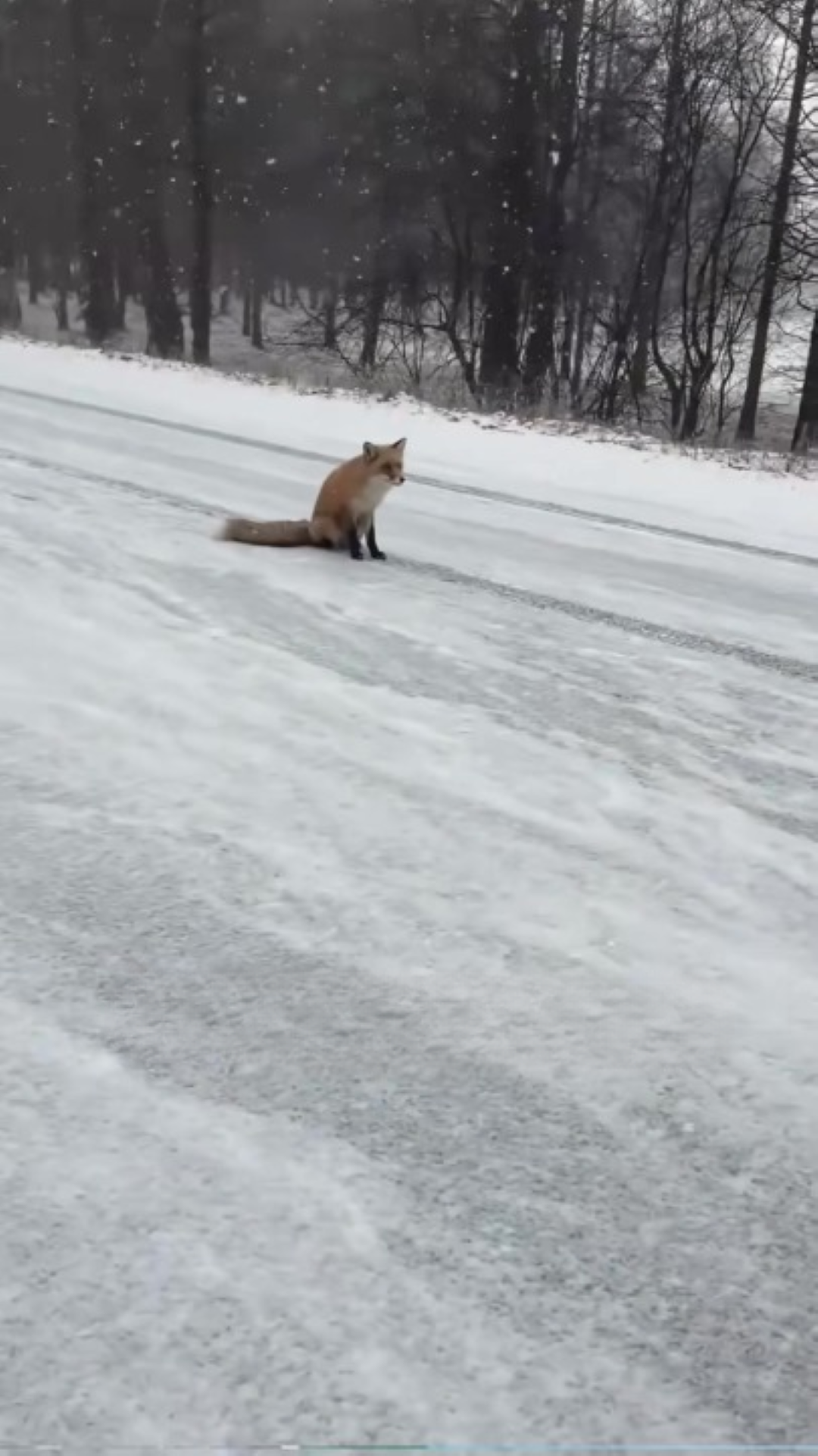T1402005,On a snowy road behind the mountain a fox stood still as if unsure where to go 💔 #wildliferescue #animalstory
