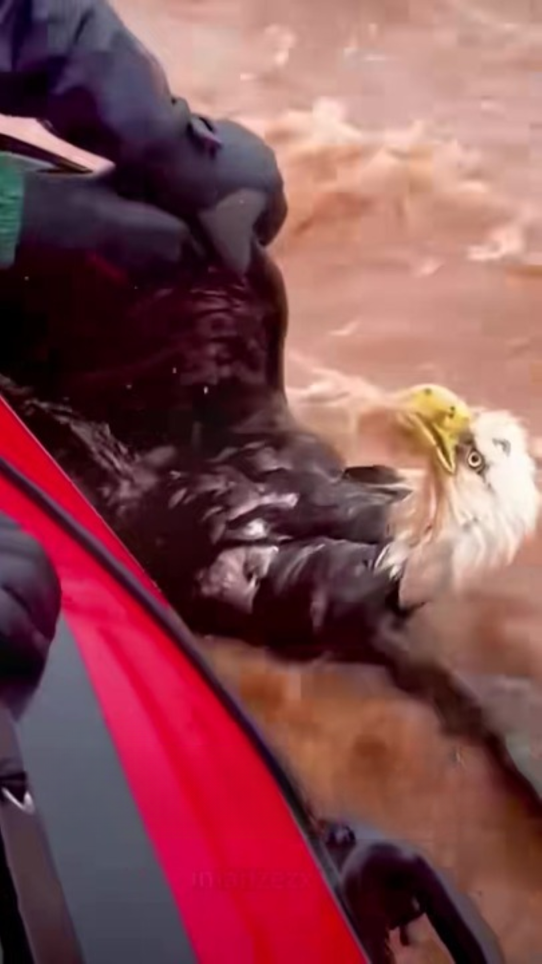 T1402006,Dragged by floodwaters this bald eagle life depended on human hands 😢 #wildliferescue #animalrescue
