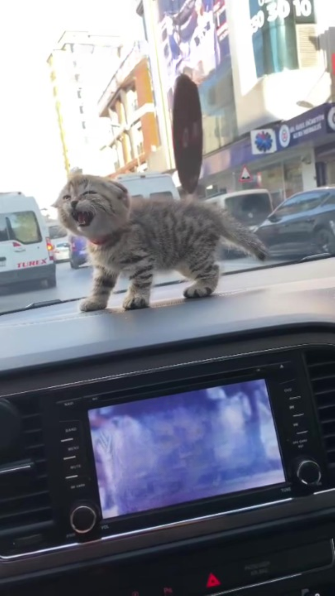 T1402008,Stuck on a busy highway this kitten trusted strangers with its life 😢 #kittenrescue #animalrescue