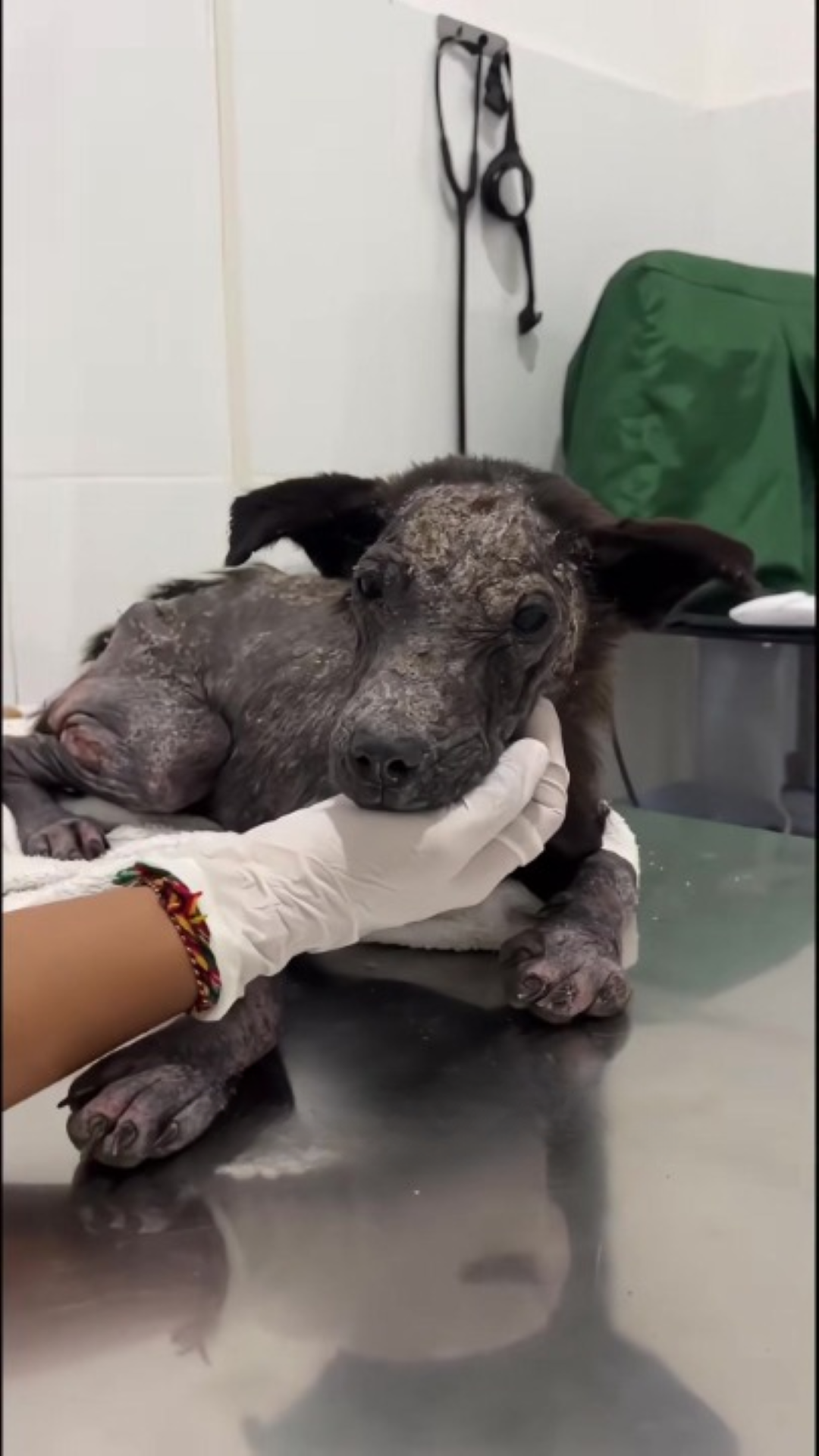 T1402009,Koda story did not start with kindness but it found its way there 💔 #dogrescue #hope
