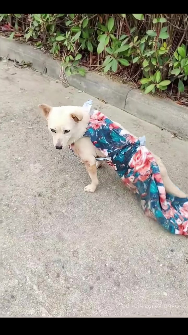 T1402010,No one needs me the way this dog looked made those words feel painfully real 😢 #dogrescue #animalstory
