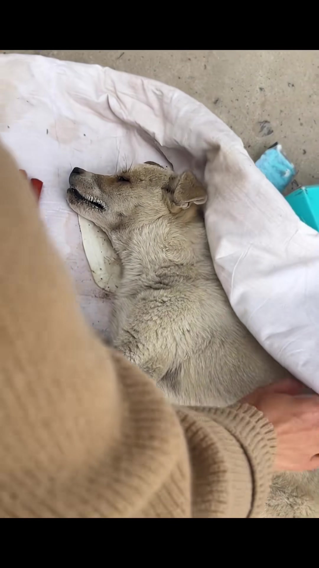T1402011,Ignored and unwanted this dog kept waiting without making a sound 💔 #dogrescue #animalhope
