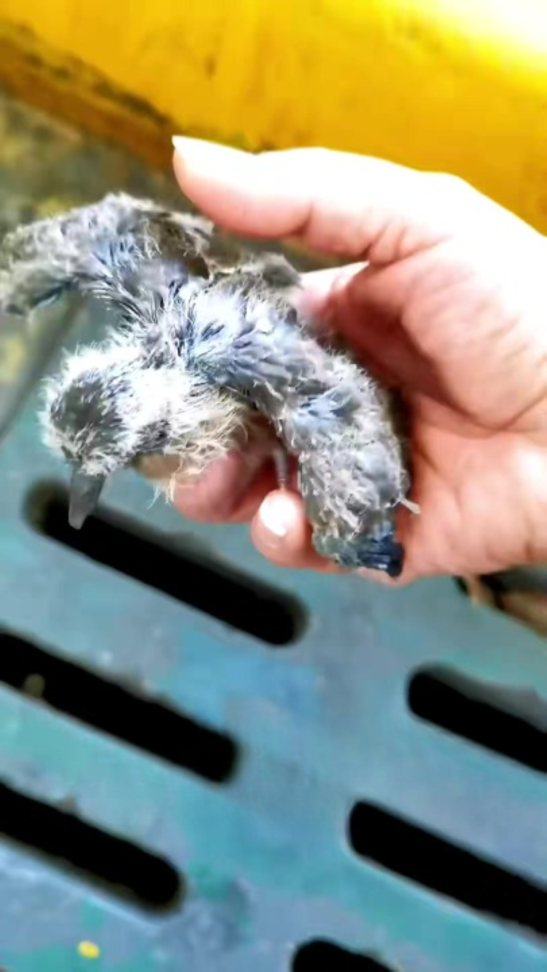 T1402012,Found on the way home this baby pigeon depended entirely on human care 😢 #birdrescue #animalrescue
