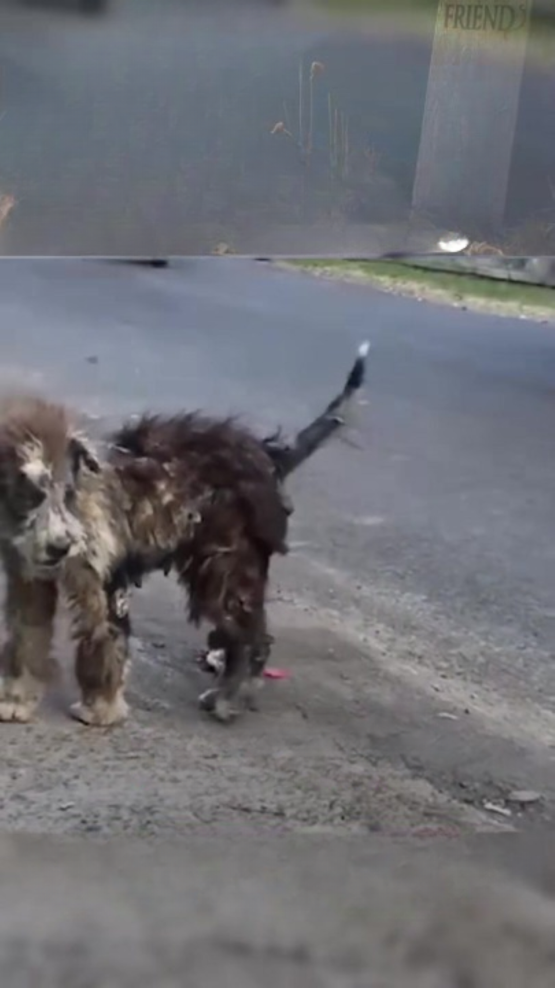 T1402013,One small act quietly saved a dog life and changed its future 💔 #dogrescue #adoptdontshop
