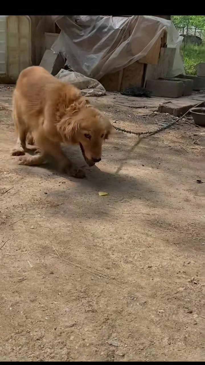 T1402014,This poor dog survived day by day hoping someone would finally stop 😢 #dogrescue #animalhope
