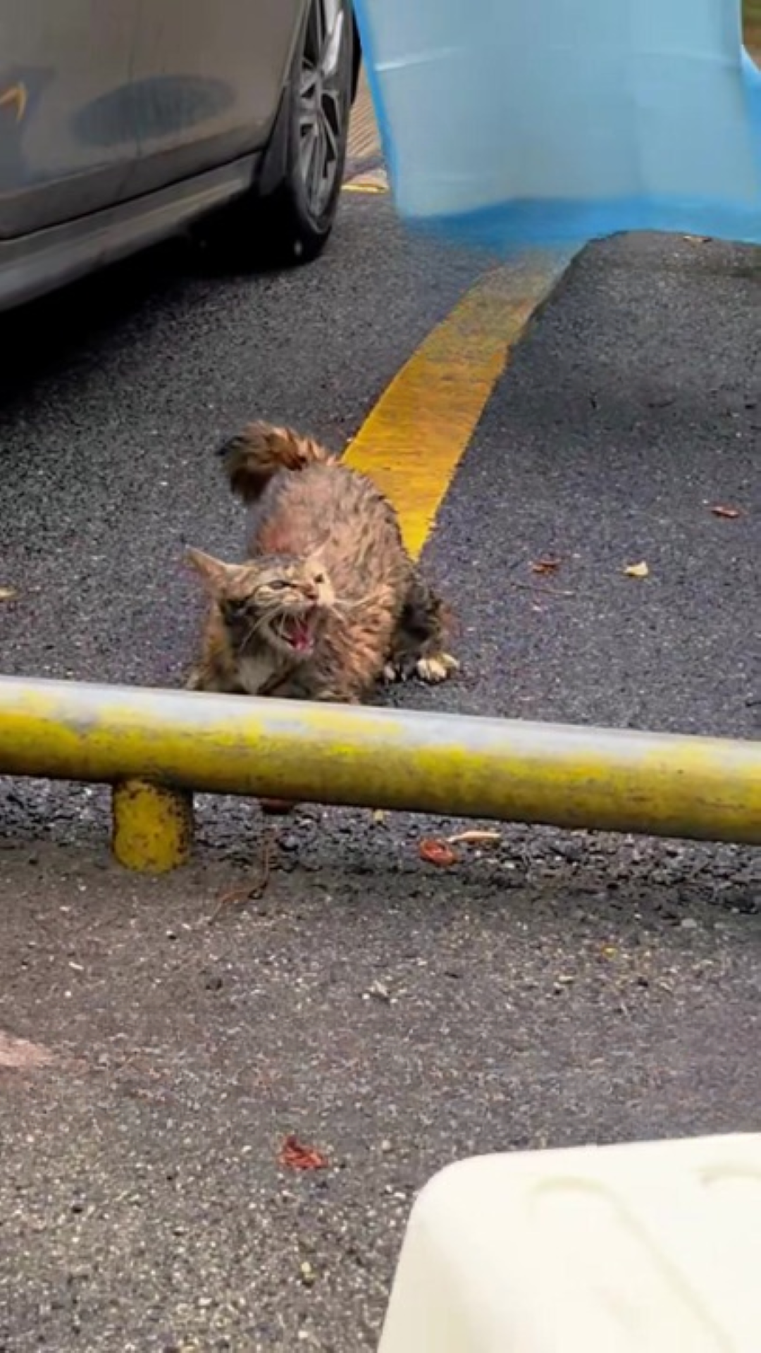 T1402015,Tiny and helpless this kitten waited for help it could not ask for 💔 #kittenrescue #animalrescue
