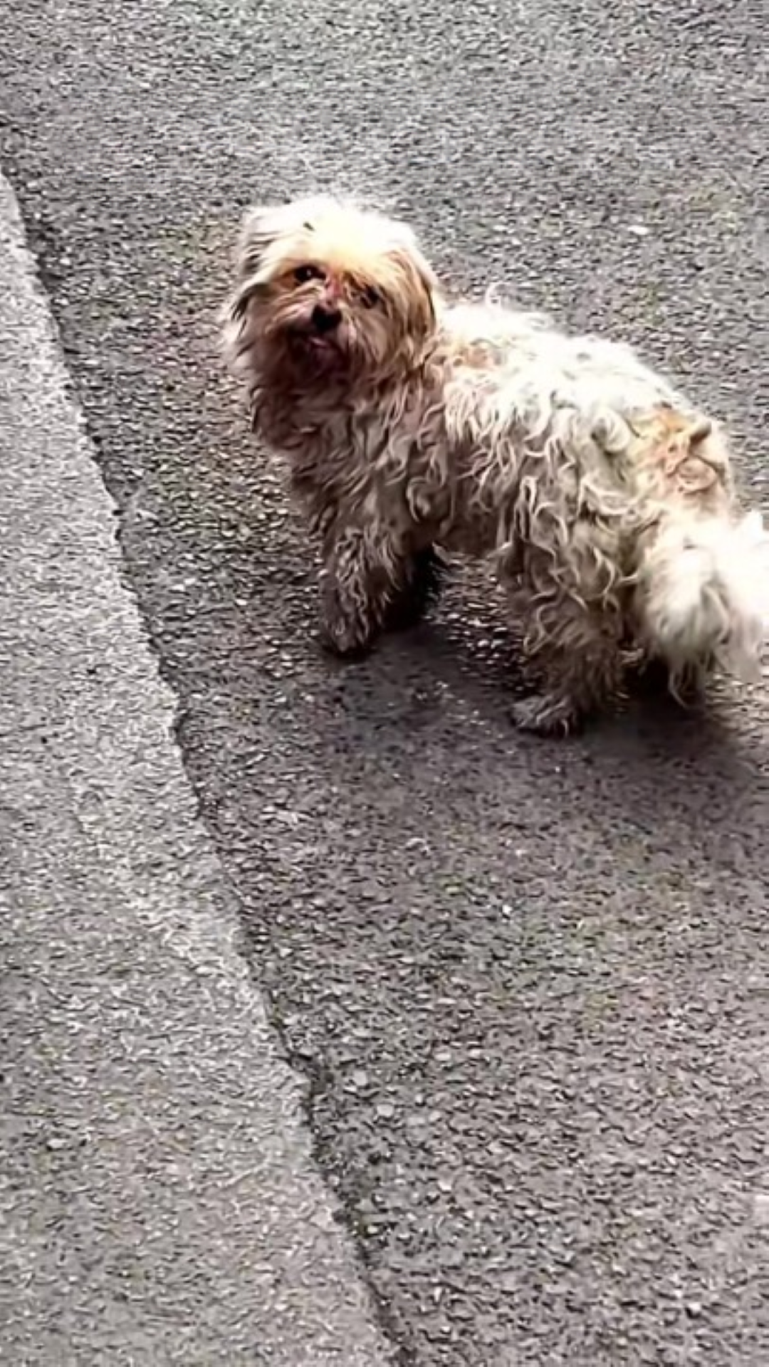 T1402016,This puppy did not know why it was left only that it was alone 😢 #puppyrescue #animalhope
