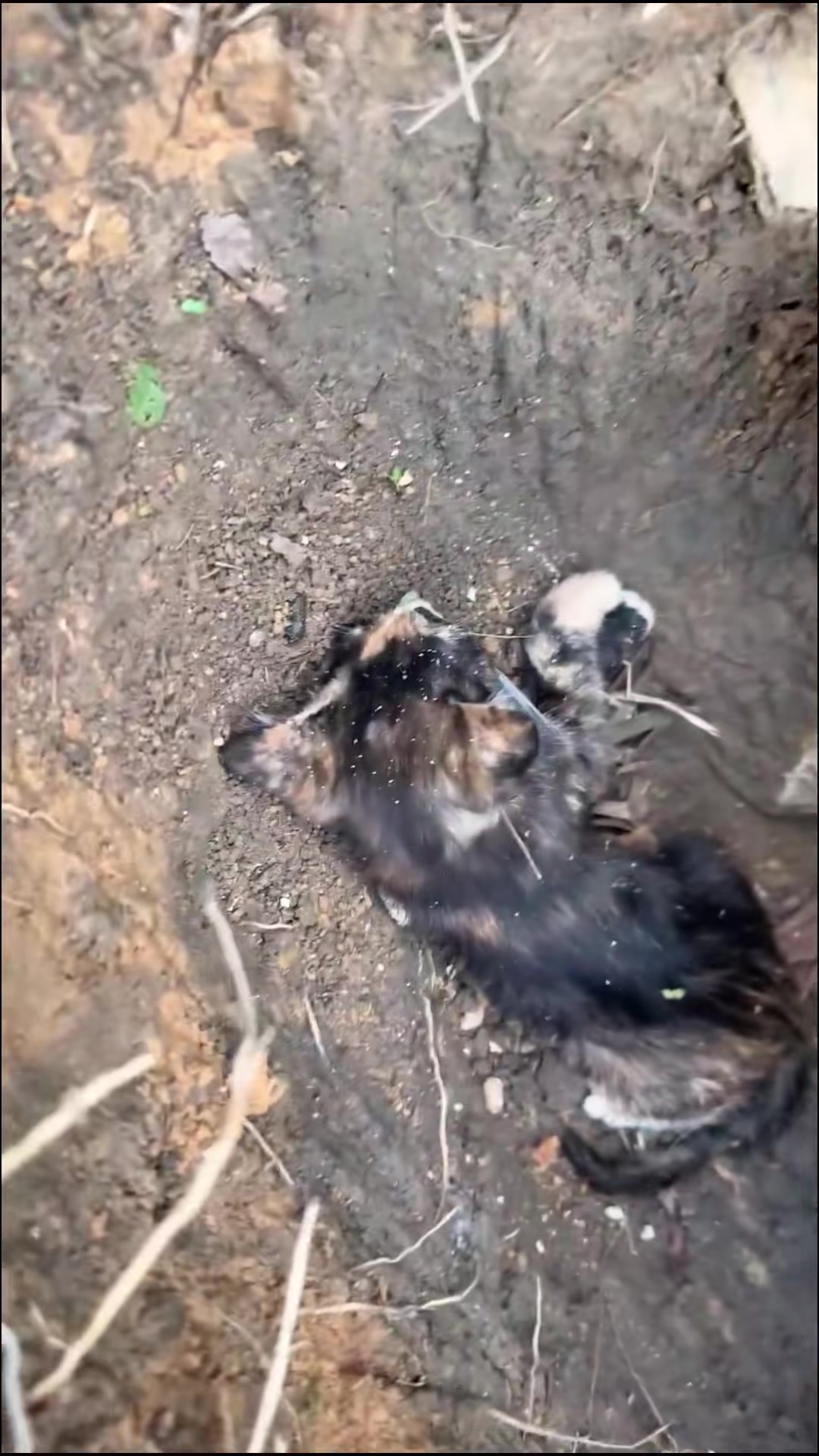 T1402017,Just in time information saved two stray cats from a silent ending 💔 #catrescue #animalrescue
