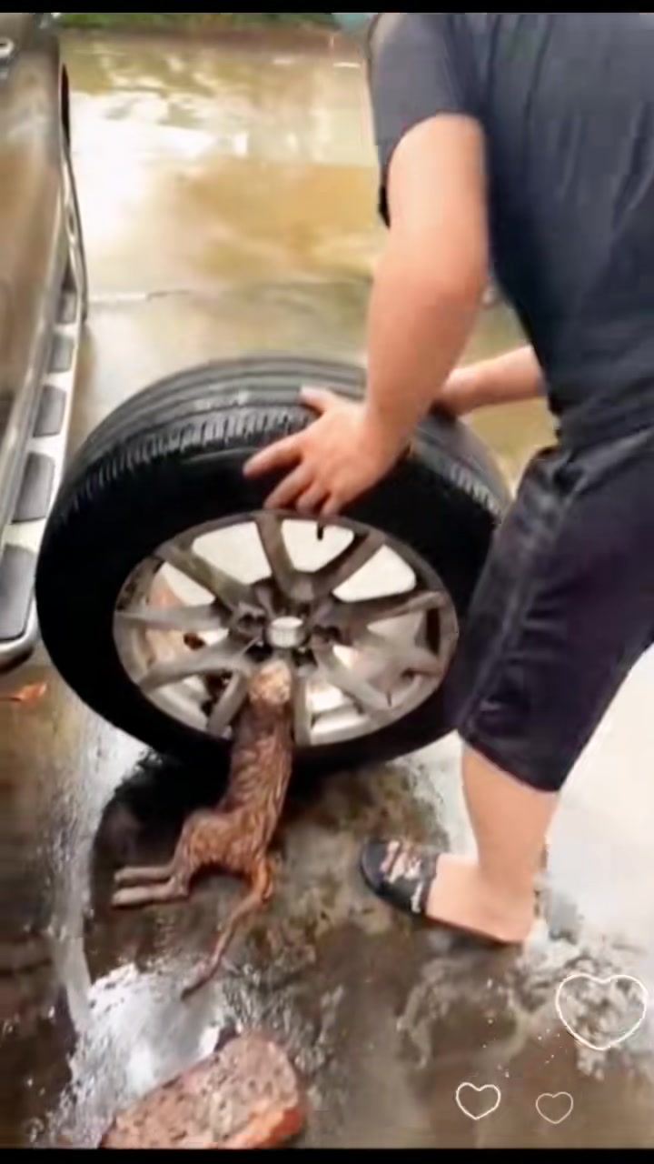 T1402019,Trapped between wheels on a rainy day this cat barely moved 💔 #catrescue #animalstory
