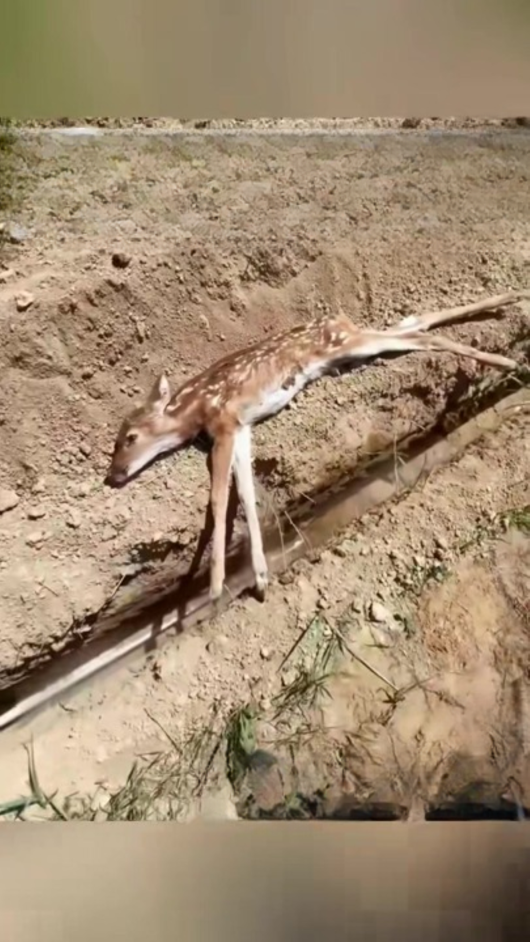 T1402021,Never expected to sleep beside a baby deer but life changed overnight 💔 #wildliferescue #animalstory
