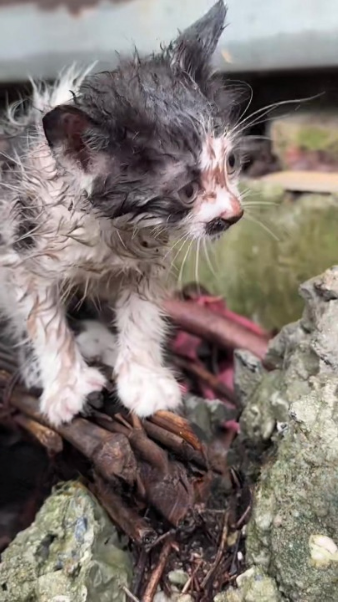 T1402022,This poor kitten survived only because someone chose to care 😢 #kittenrescue #animalhope
