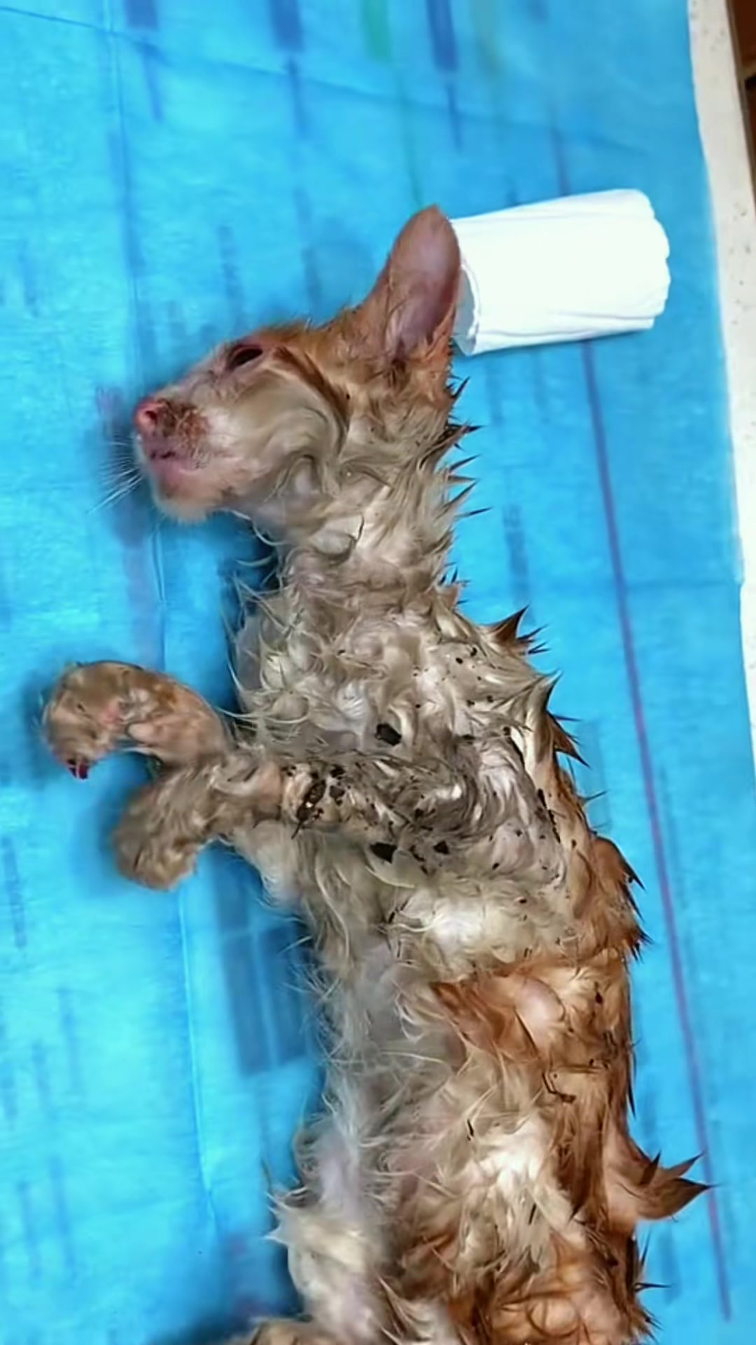 T1402023,Saving this cat meant choosing compassion over indifference 💔 #catrescue #animalrescue