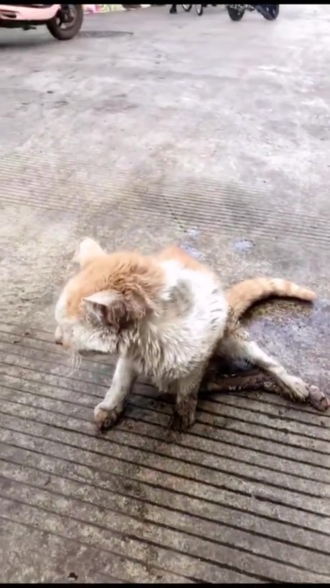 T1402024,Something was terribly wrong but help came before it was too late 😢 #animalrescue #hope
