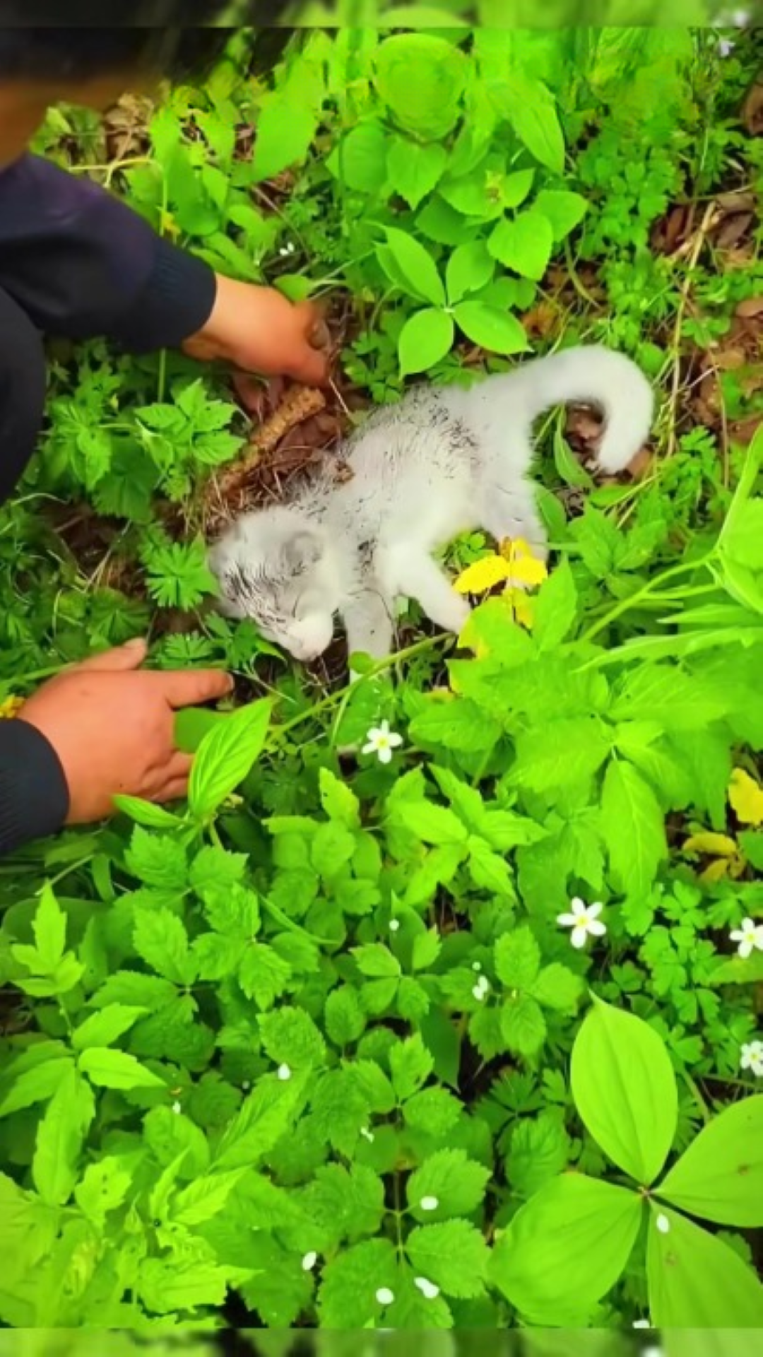 T1402026,This little fox story almost ended before rescue intervened 😢 #wildliferescue #animalhope
