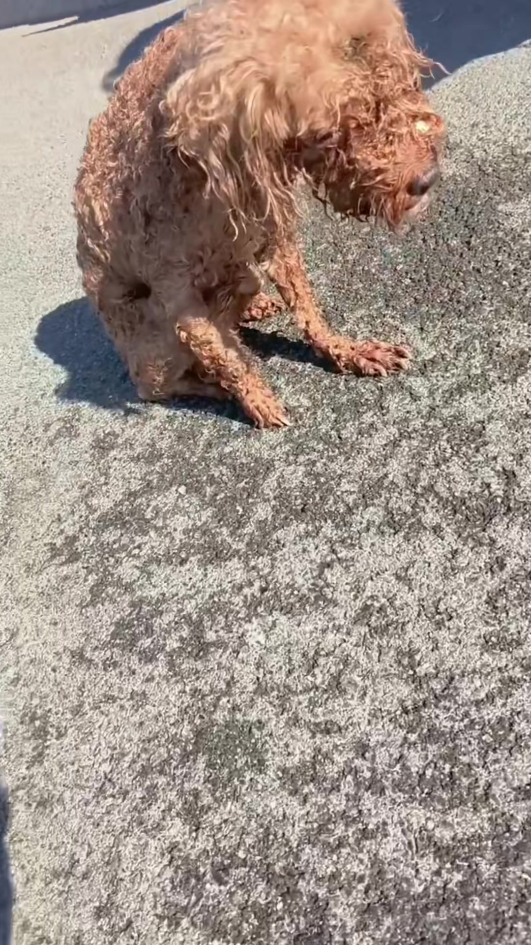 T1402028,Wandering the streets this dog searched quietly for food and safety 😢 #dogrescue #animalhope
