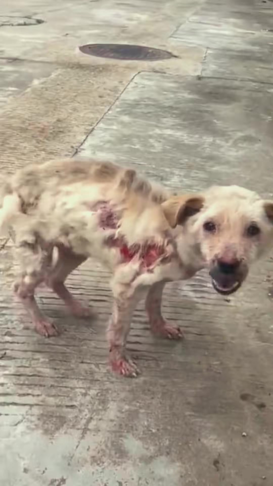 T1402029,These animals need protection more than words can express 💔 #animalrescue #compassion
