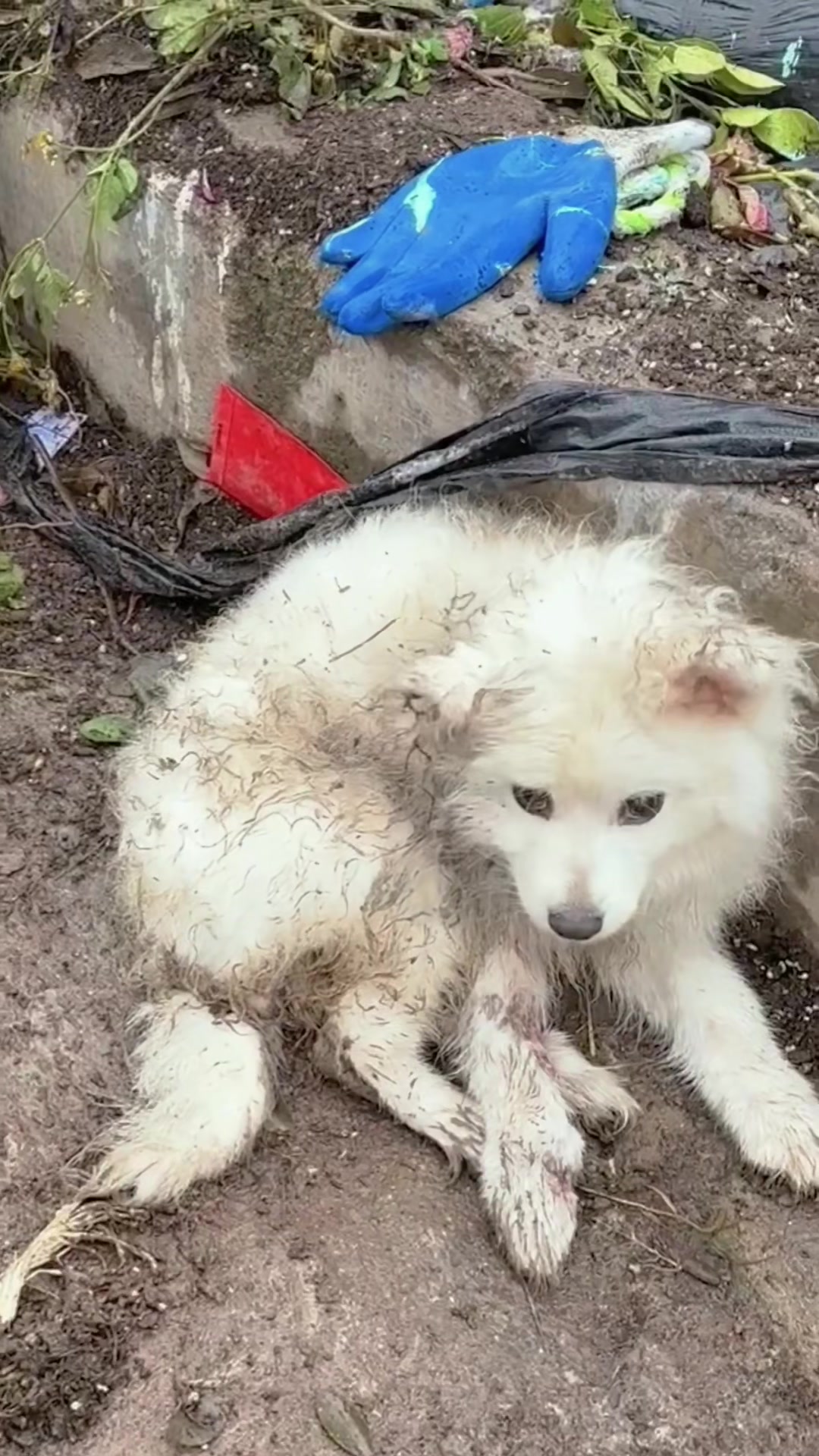 T1402031,Lying by the roadside this dog barely lifted its head 💔 #dogrescue #animalstory

