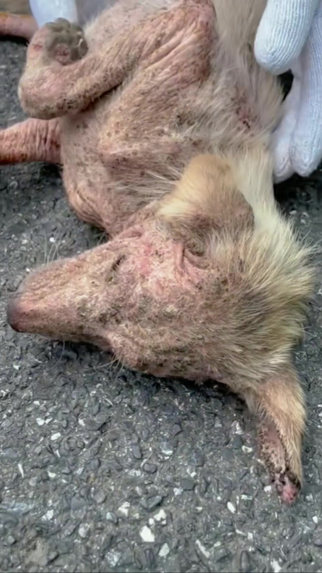 T1402033,This dog revival began with someone refusing to look away 💔 #dogrescue #secondchance
