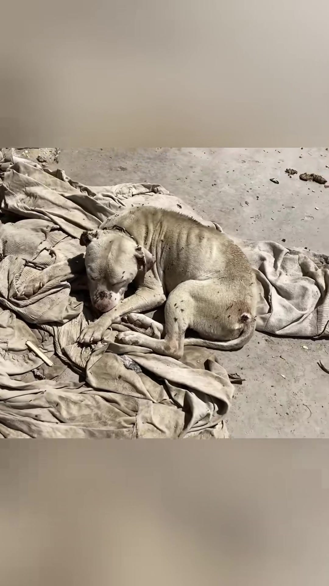 T1402034,Chained and starving this dog life faded day by day 💔 #dogrescue #animalabuse

