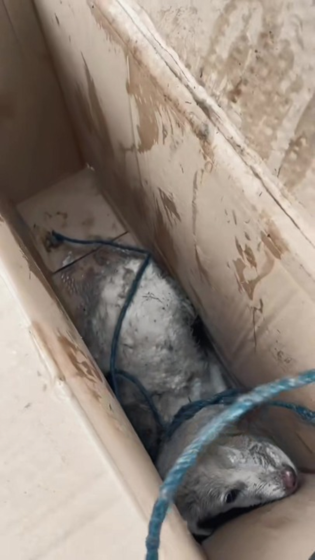 T1402036,Fallen into a ditch this stray puppy waited helplessly 💔 #puppyrescue #animalrescue
