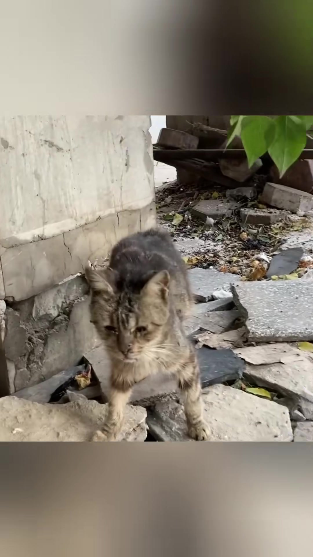 T1402037,Lying lifeless in rubbish this cat waited while people passed by 😢 #catrescue #animalstory
