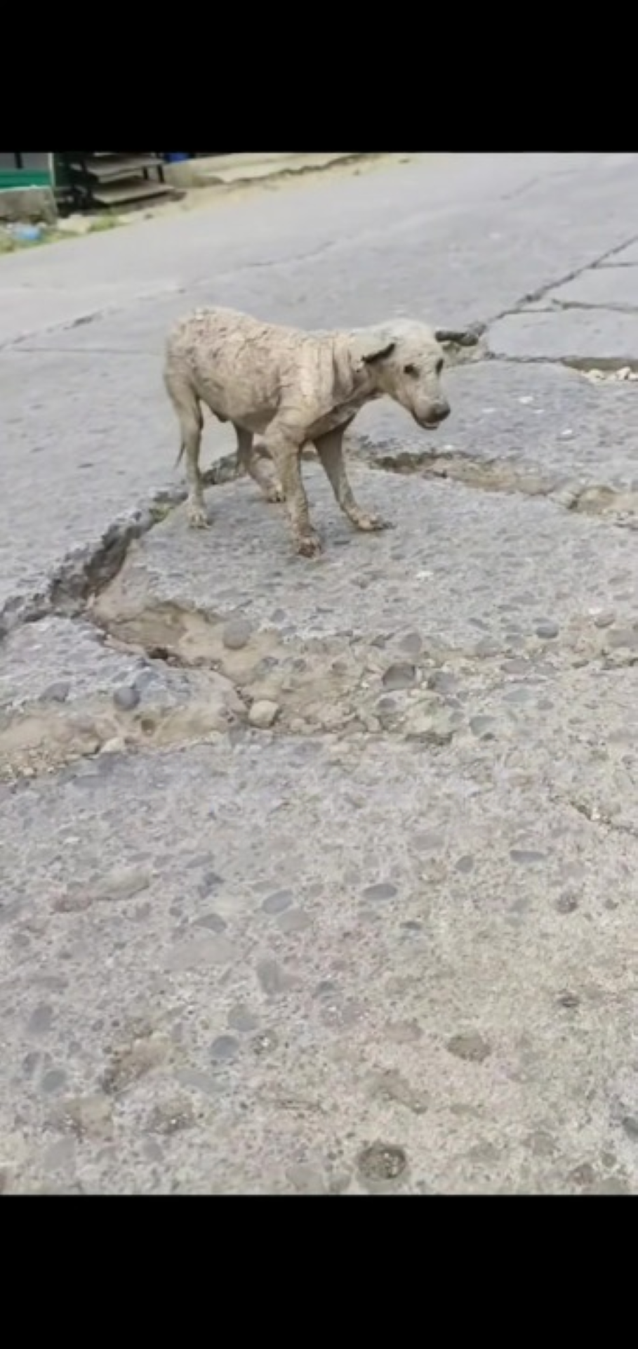 T1402038,Abandoned with painful skin problems this dog needed urgent help 💔 #dogrescue #animalhope
