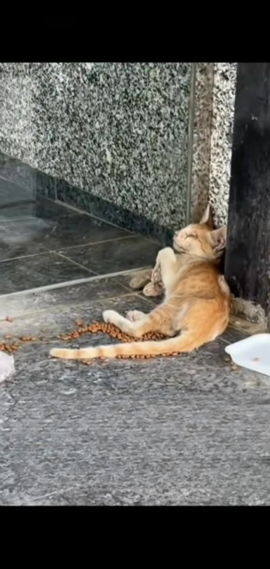 T1402039,Disabled and abandoned this tiny kitten life depended on rescue 😢 #kittenrescue #animalrescue
