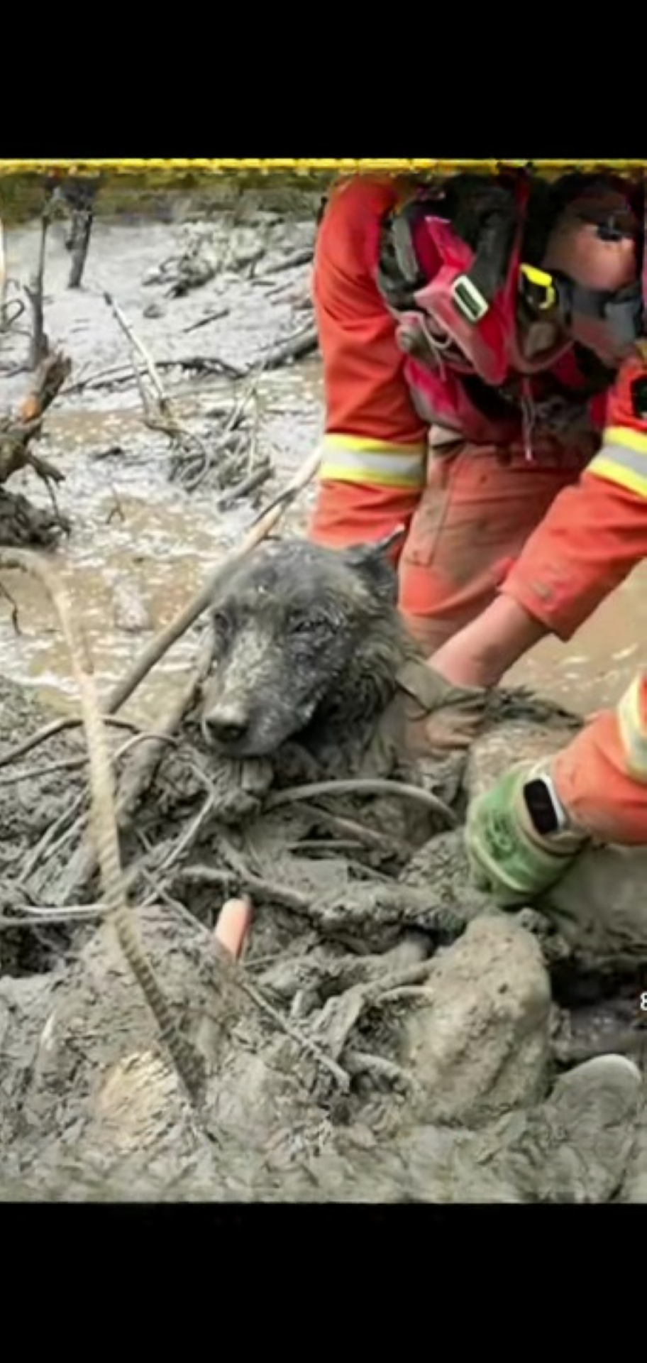 T1402040,Trapped in quicksand this abandoned dog had seconds left 💔 #dogrescue #animalstory
