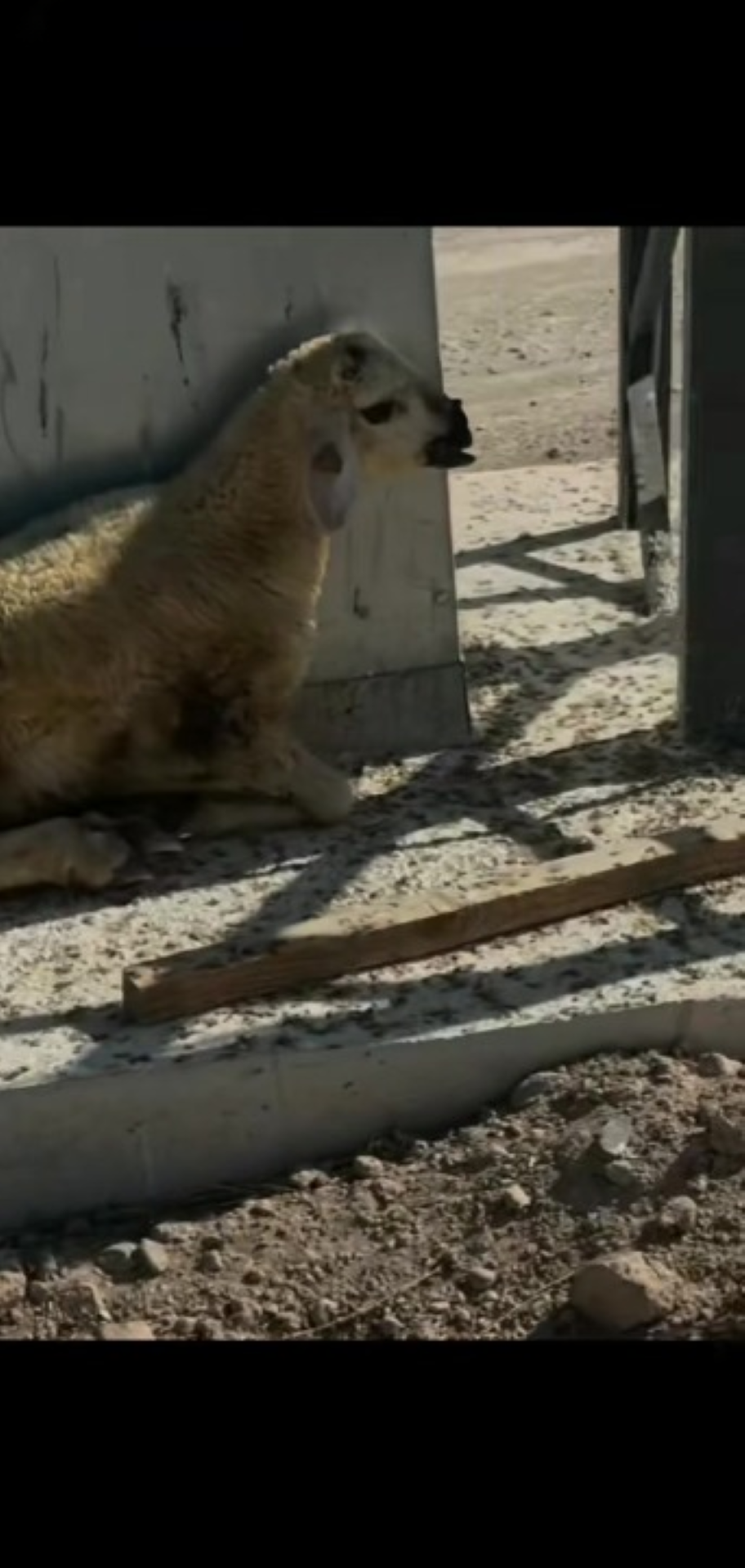 T1402041,This sheep with broken legs survived only because help arrived 💔 #animalrescue #wildlife
