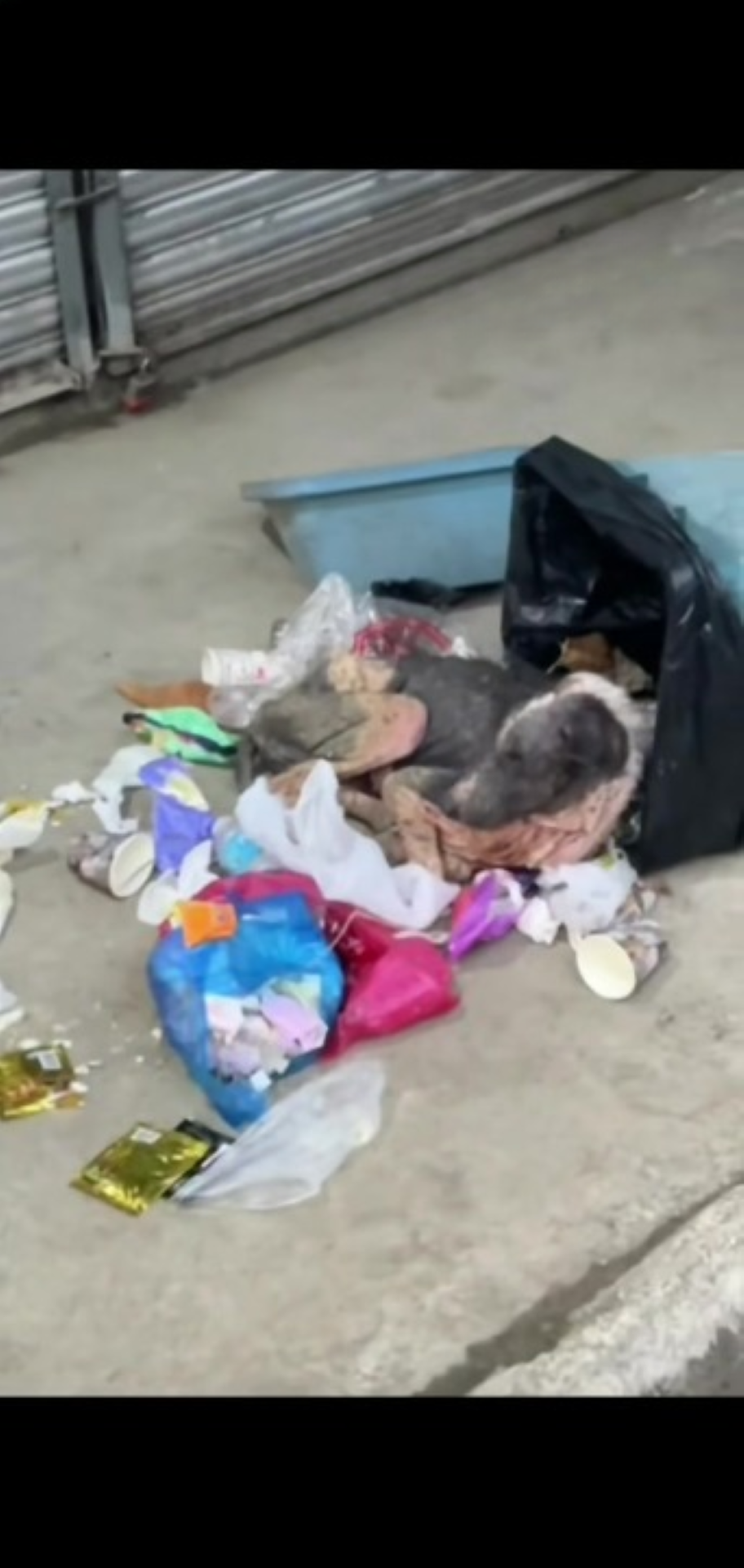 T1402042,Near a garbage can this abandoned dog waited quietly 💔 #dogrescue #animalhope
