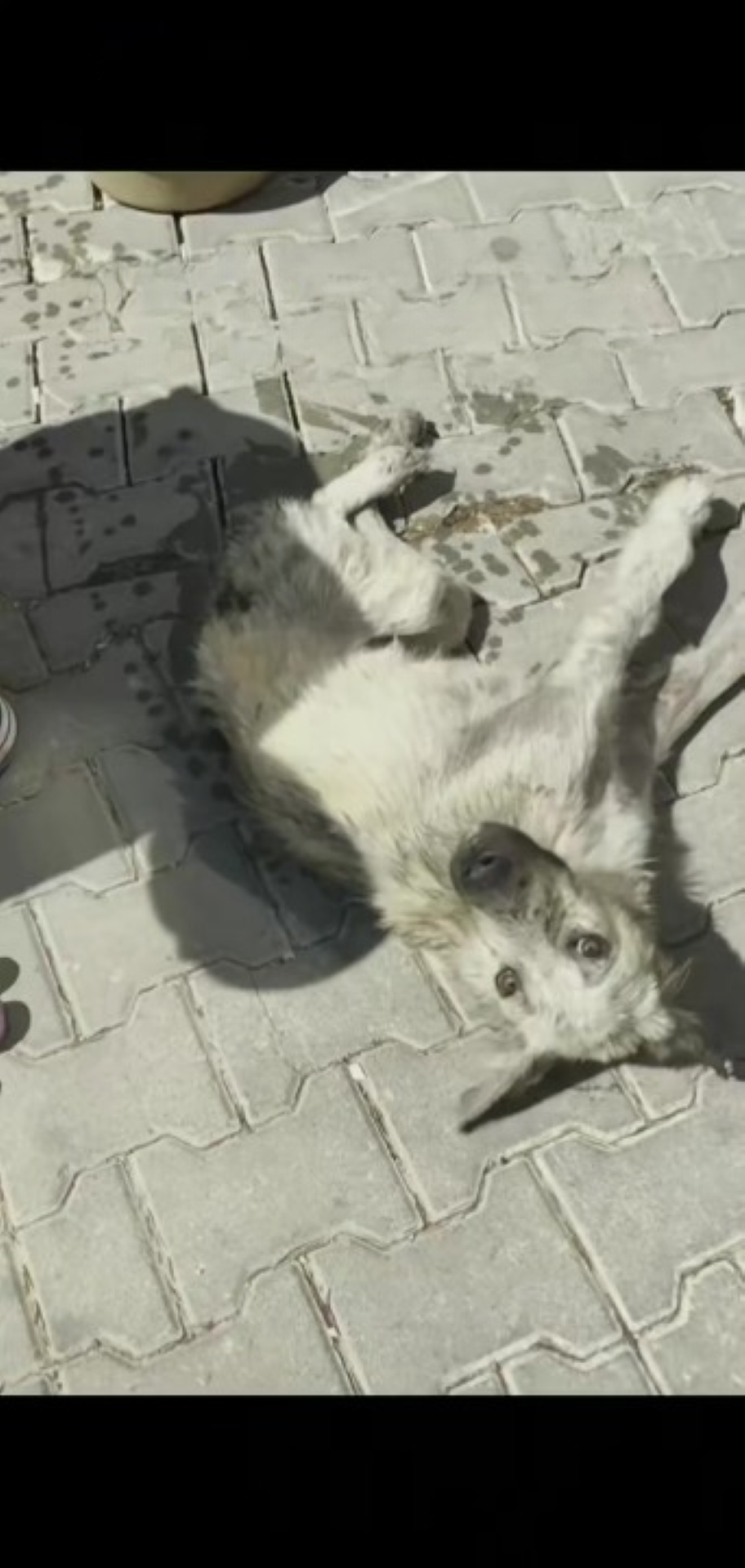 T1402043,Disabled and left in the street this dog could not escape alone 😢 #dogrescue #animalrescue
