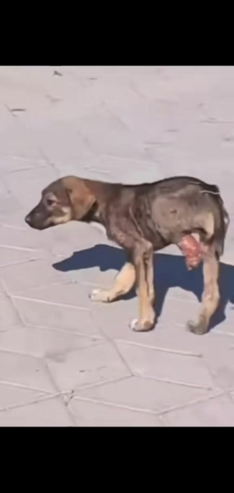T1402045,Missing a hind leg this abandoned dog still wanted to live 😢 #dogrescue #animalhope
